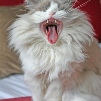 Responsabilité civile Paris : Fait d'un animal de compagnie